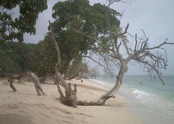 Traumstrand_Barbados